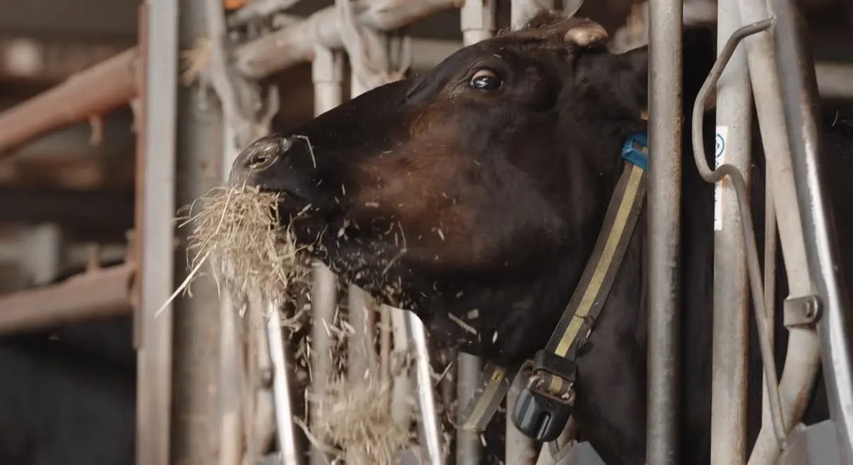 Wagyu-Rind am Fressgitter im Stall, Heu im Maul