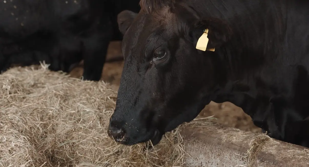 Wagyu-Rind frisst Heu im Stall