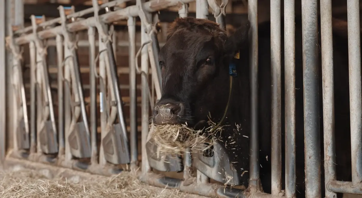 Fullblood-Wagyu-Rind am Fressgitter im Stall, Blick in die Kamera
