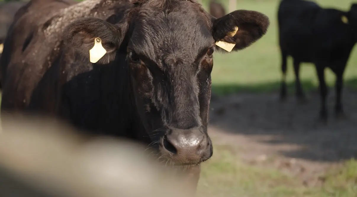 Fullblood-Wagyu-Rind auf der Weide, im Hintergrund ein weiteres Tier der Herde