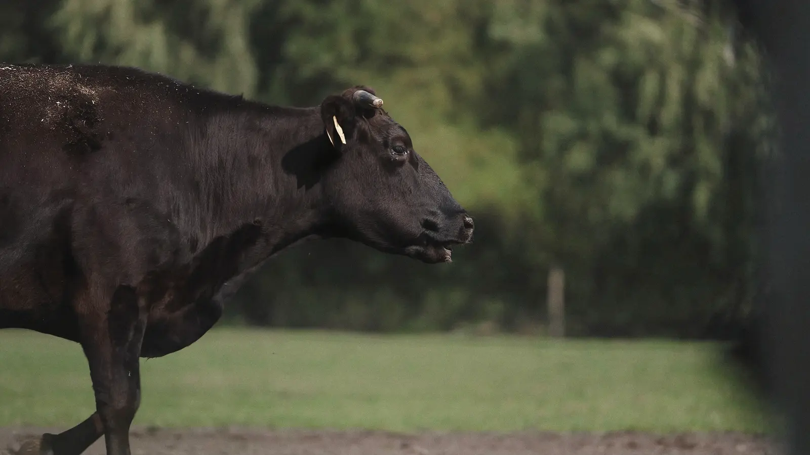 Fullblood-Wagyu-Rind im Profil auf der Weide