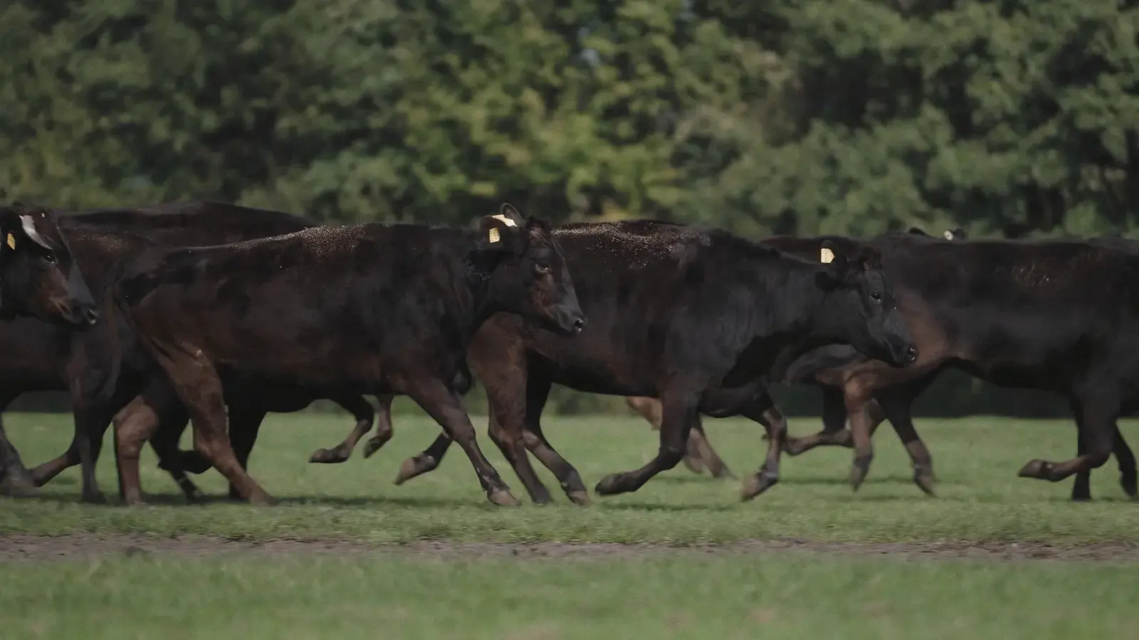 Fullblood, F1, Wagyu-Kreuzung: die Unterschiede