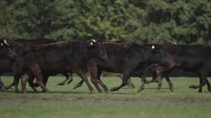 Fullblood, F1, Wagyu-Kreuzung: die Unterschiede
