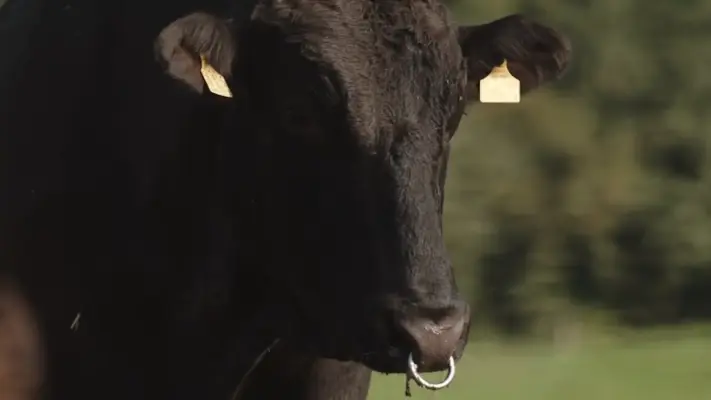 Was kostet Wagyu wirklich? Preise je Cut